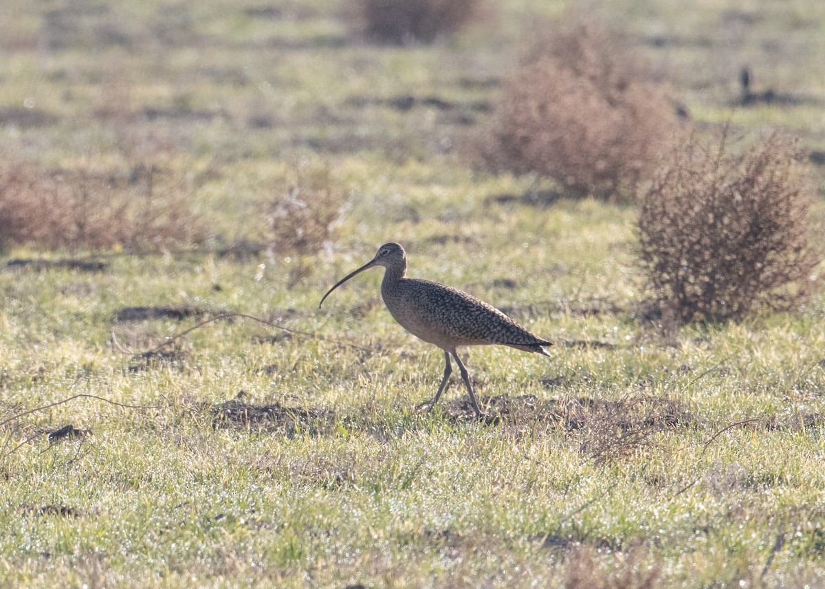 Long-billed Curlew - ML529611361