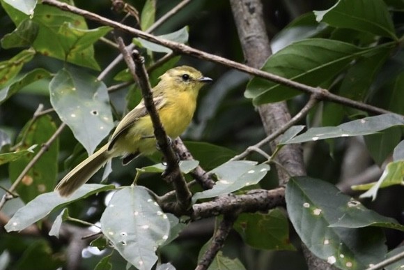 Yellow Tyrannulet - ML529611681