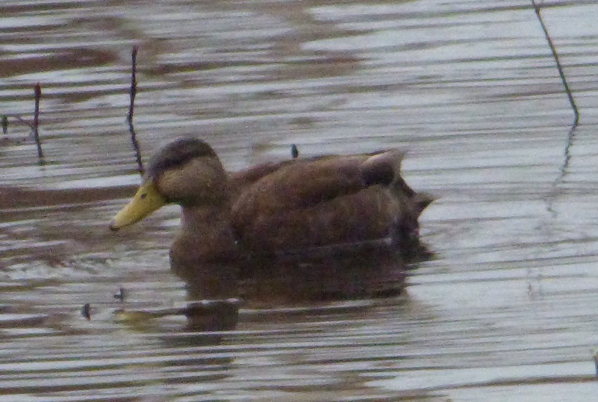 American Black Duck - ML52961311