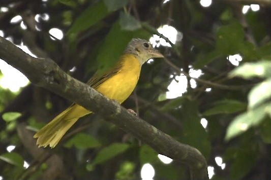 Gray-headed Tanager - ML529613471