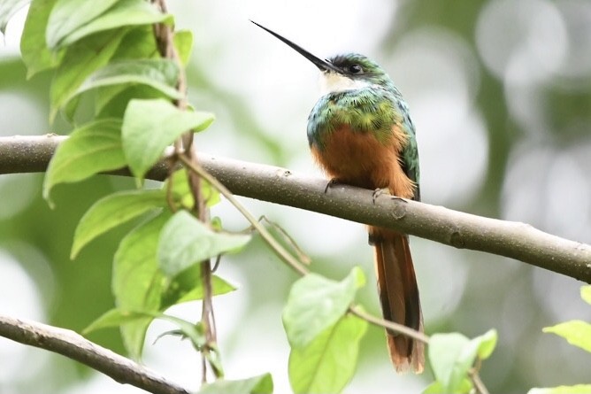 Jacamar à queue rousse - ML529614011