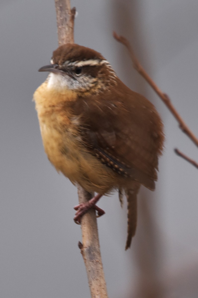 Carolina Wren - ML529614141