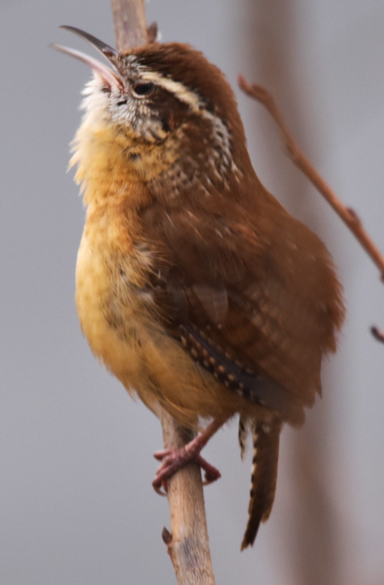 Carolina Wren - ML529614161