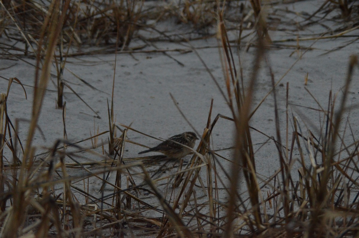 Smith's Longspur - ML529614591