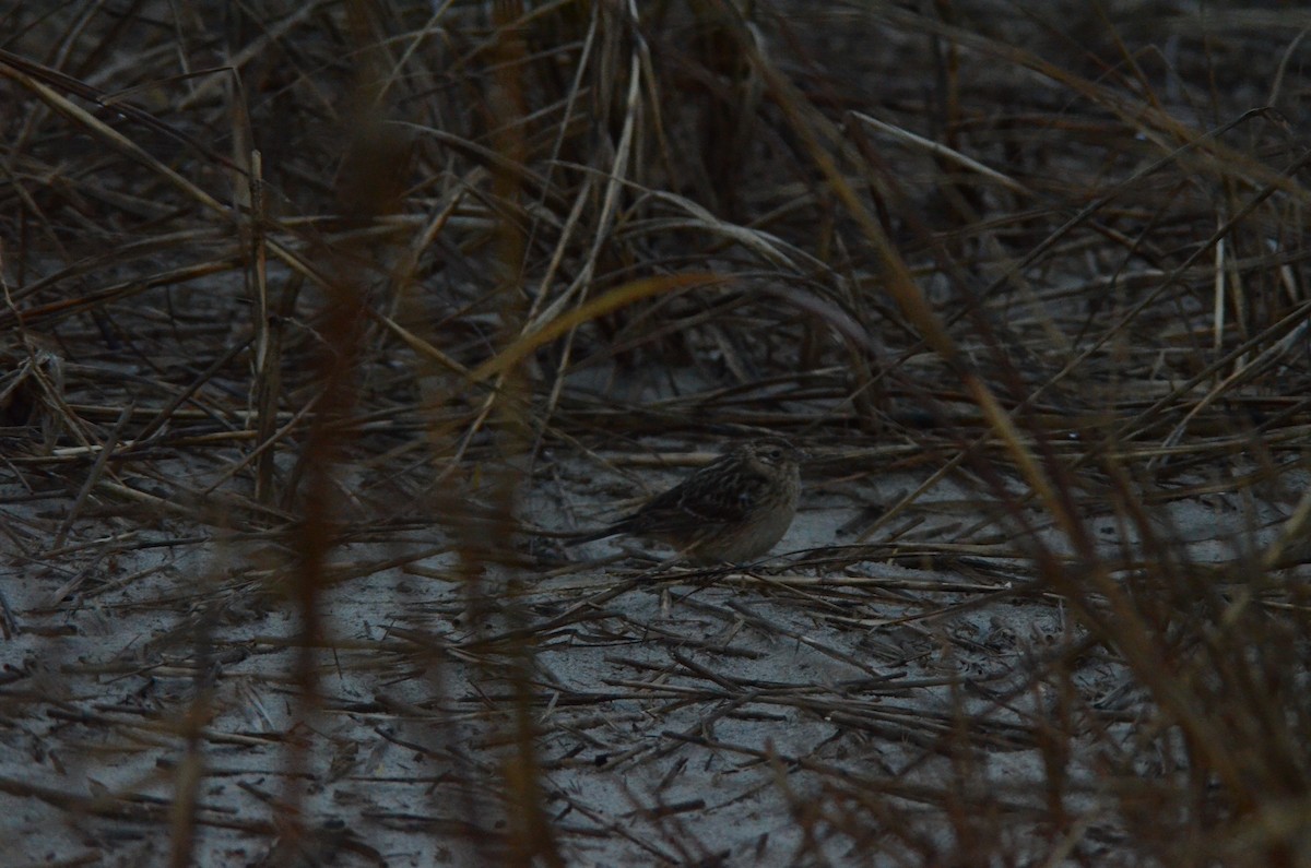 Smith's Longspur - ML529614601