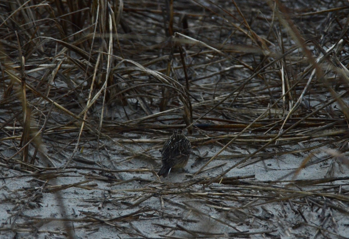 Smith's Longspur - ML529614631
