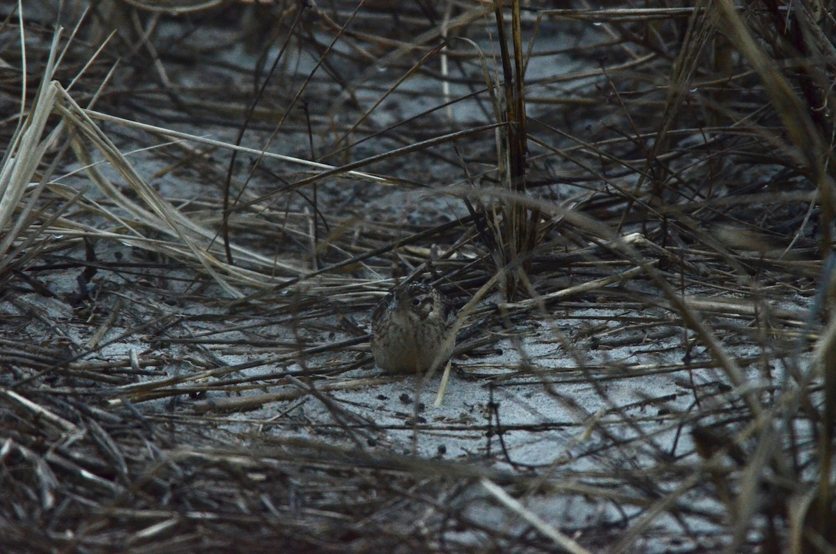 Smith's Longspur - ML529614641