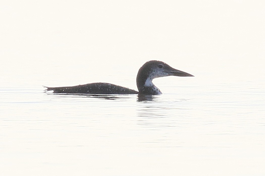 Common Loon - ML529616651