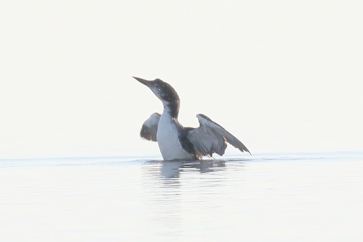 Common Loon - ML529616661