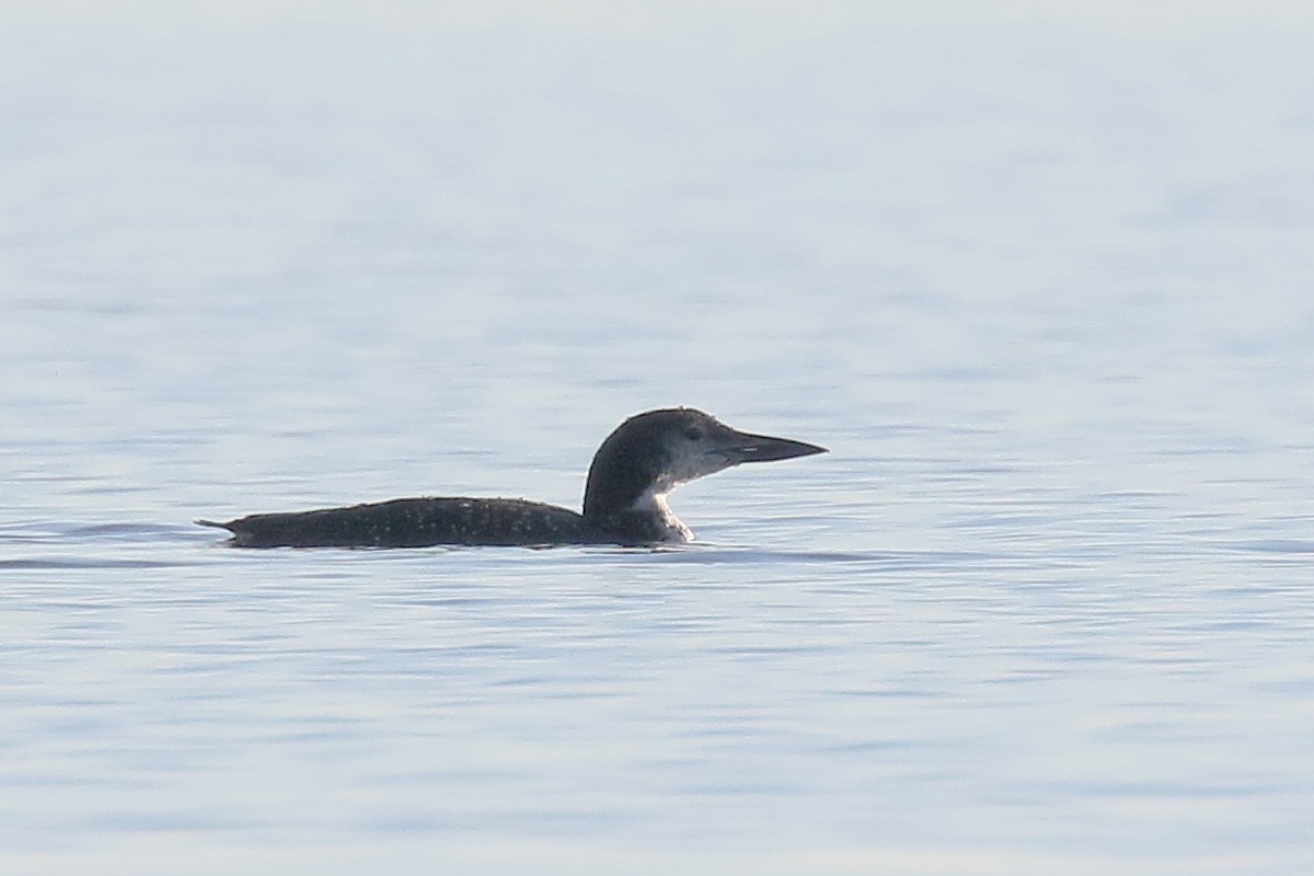 Common Loon - ML529616671