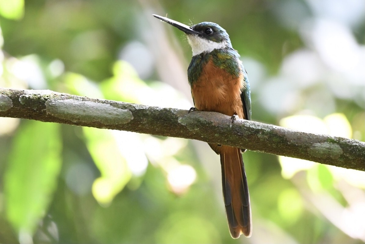 Jacamar à queue rousse - ML529617901