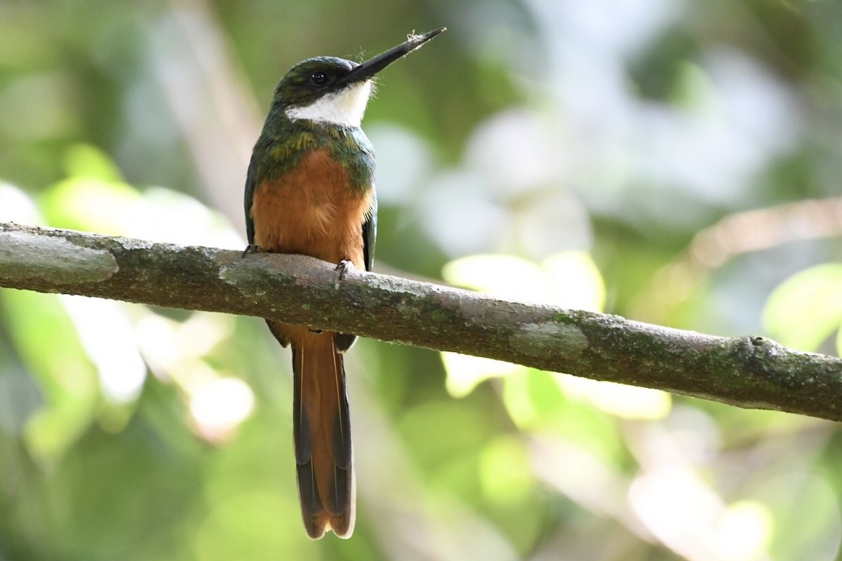 Rufous-tailed Jacamar - Mario Campagnoli