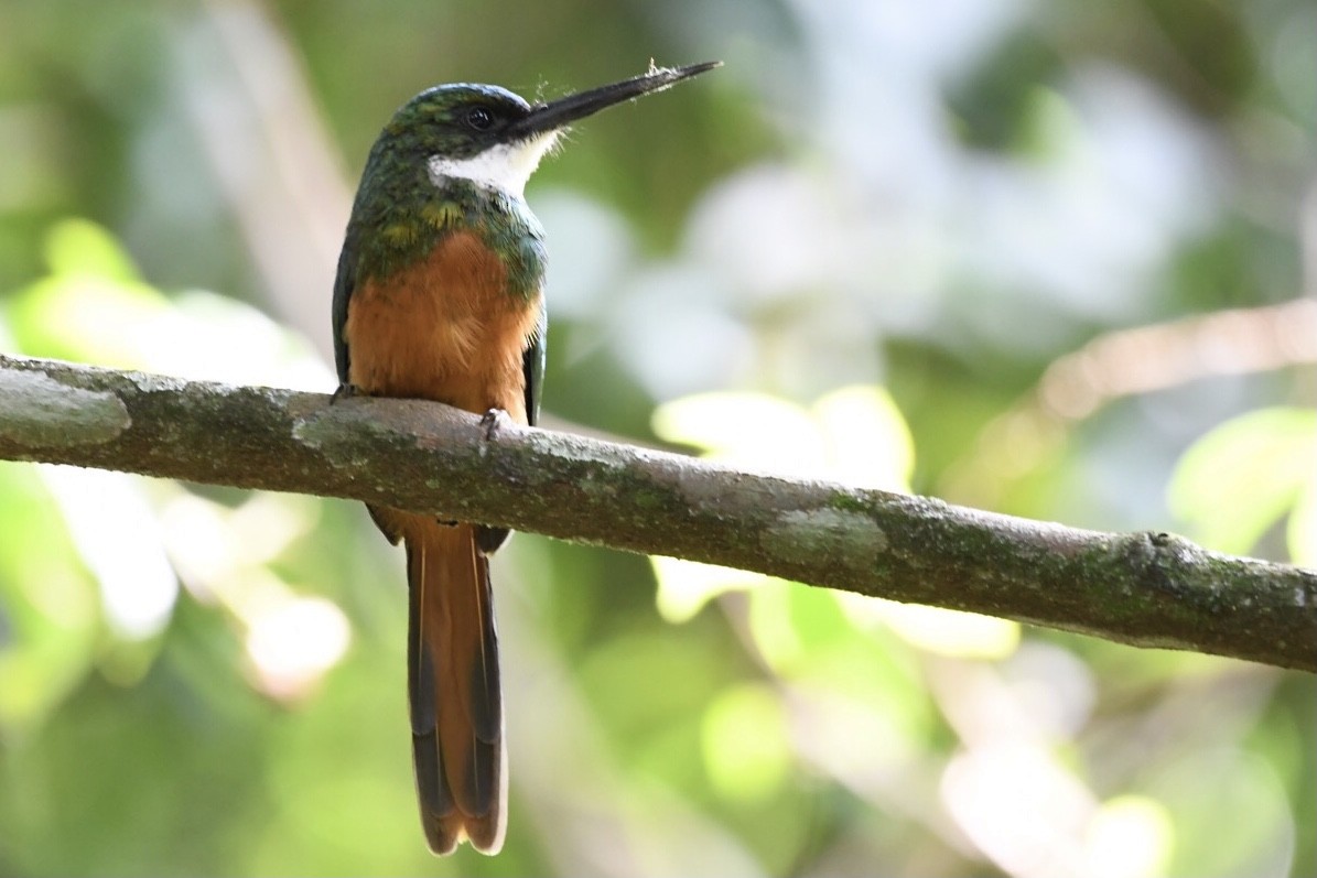 Jacamar à queue rousse - ML529617921