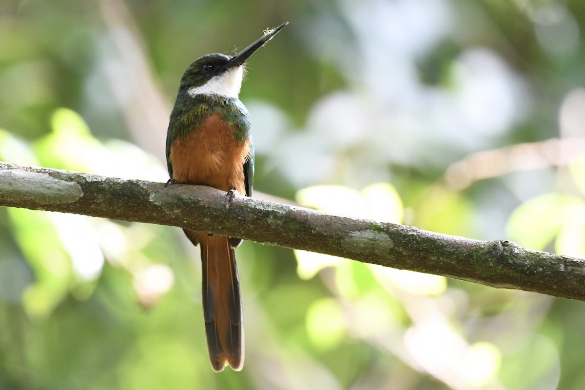 Jacamar à queue rousse - ML529617931