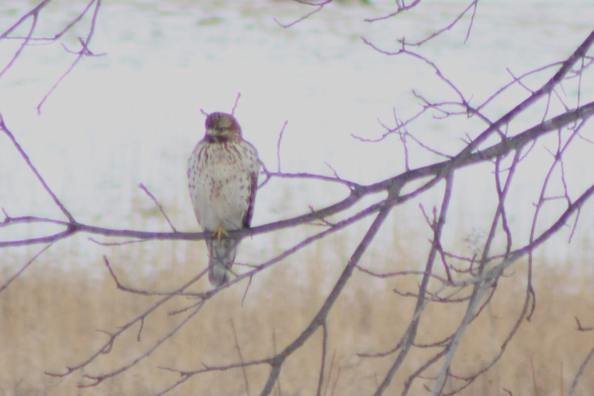 Red-shouldered Hawk - Lydia Pultorak