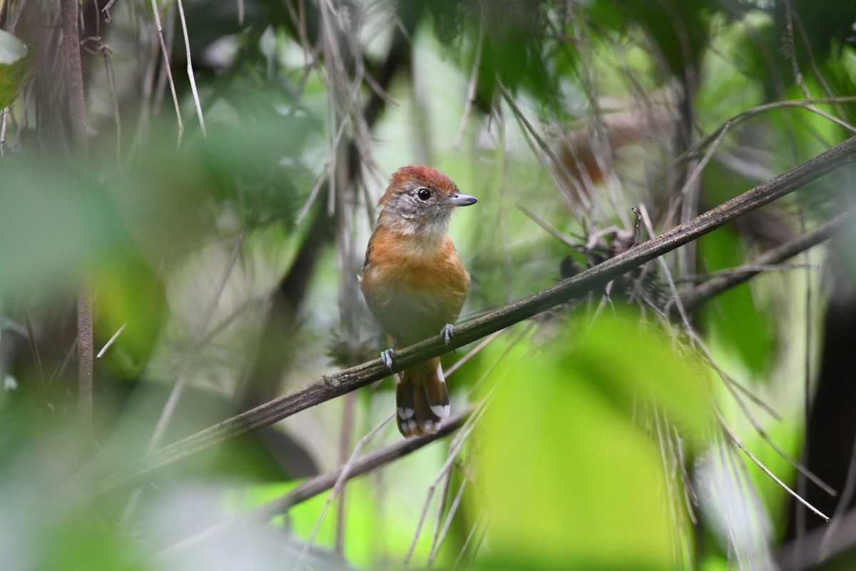 Planalto Slaty-Antshrike - ML529618671