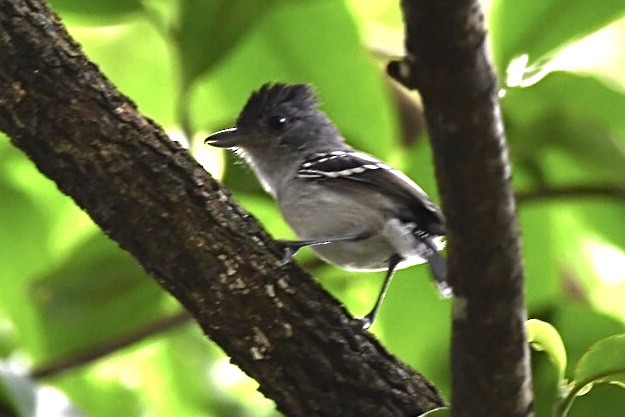 Planalto Slaty-Antshrike - ML529619041