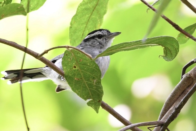 Large-billed Antwren - ML529619601