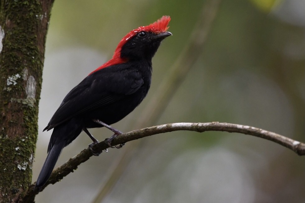 Helmeted Manakin - ML529619791