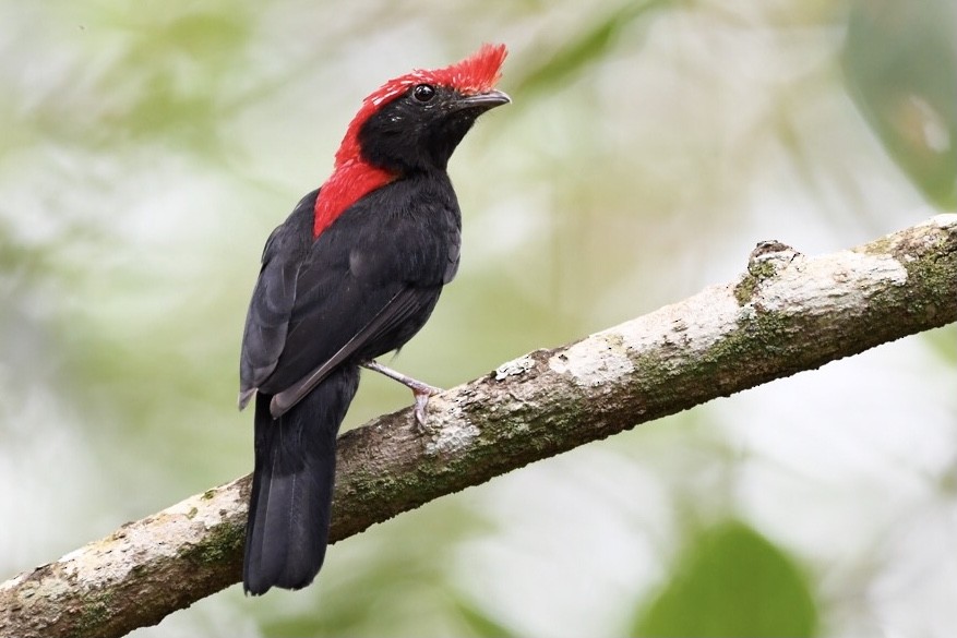 Helmeted Manakin - Mario Campagnoli