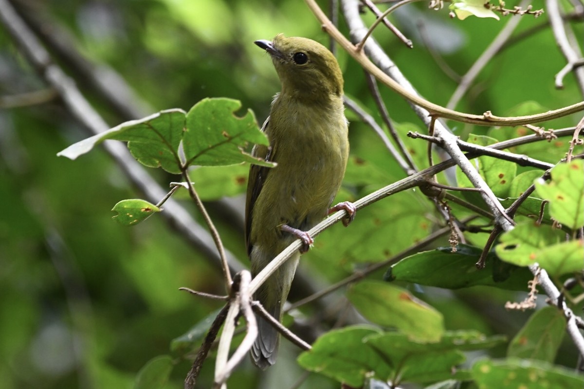 Helmeted Manakin - ML529619811