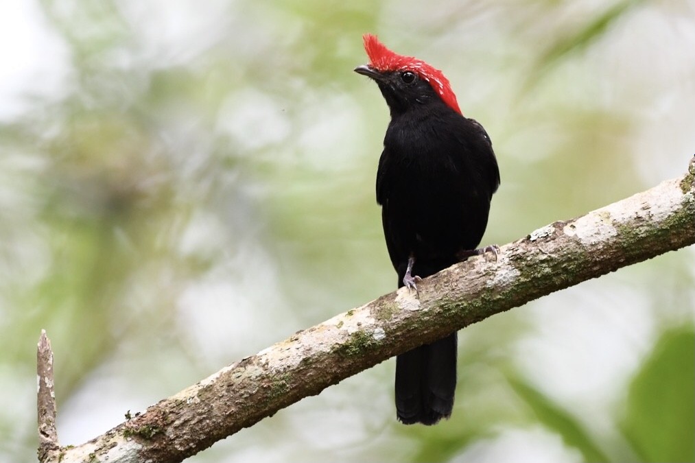 Helmeted Manakin - ML529619821