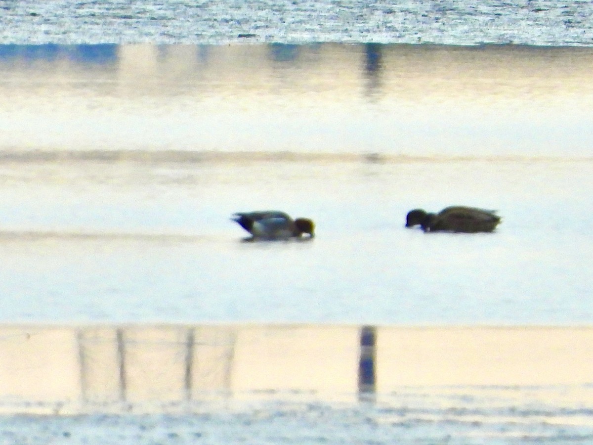 Eurasian Wigeon - ML529620071