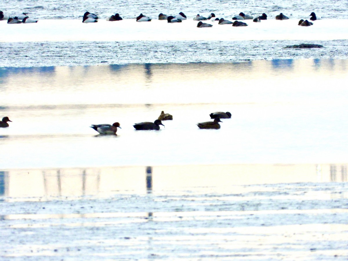 Eurasian Wigeon - Robin M