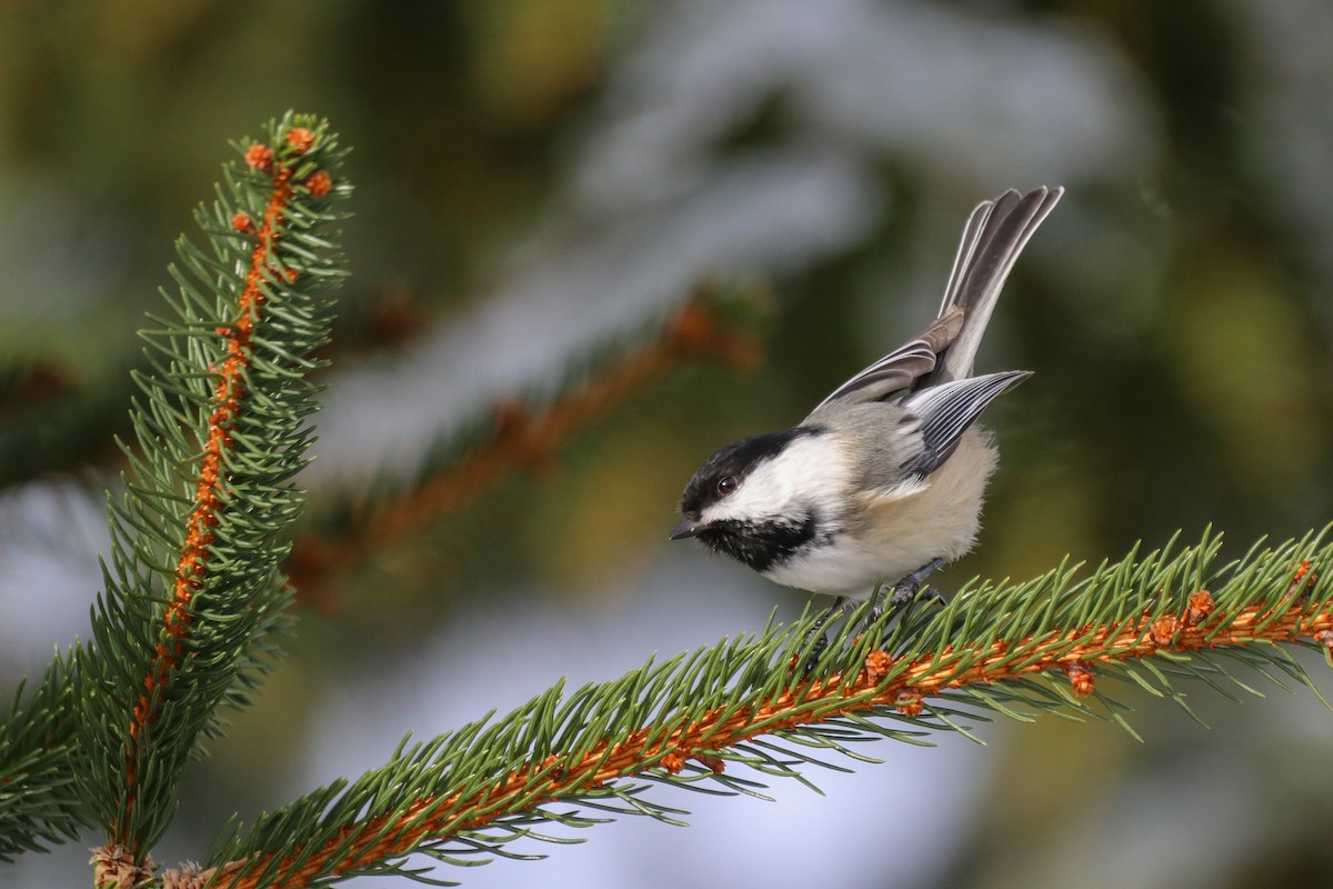 Black-capped Chickadee - ML529620141