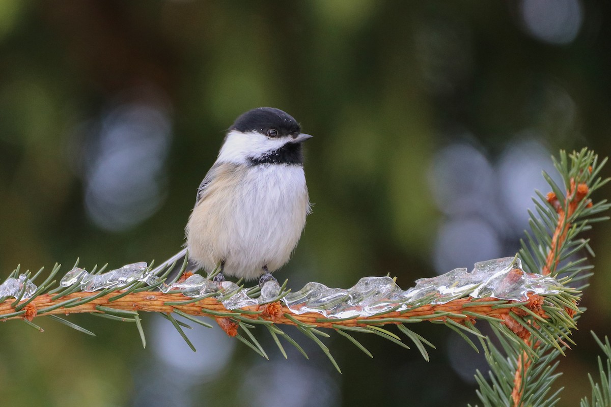 Black-capped Chickadee - ML529620151