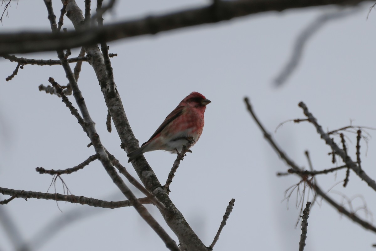 Purple Finch - ML529620171