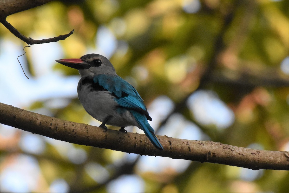 Woodland Kingfisher - ML52962071