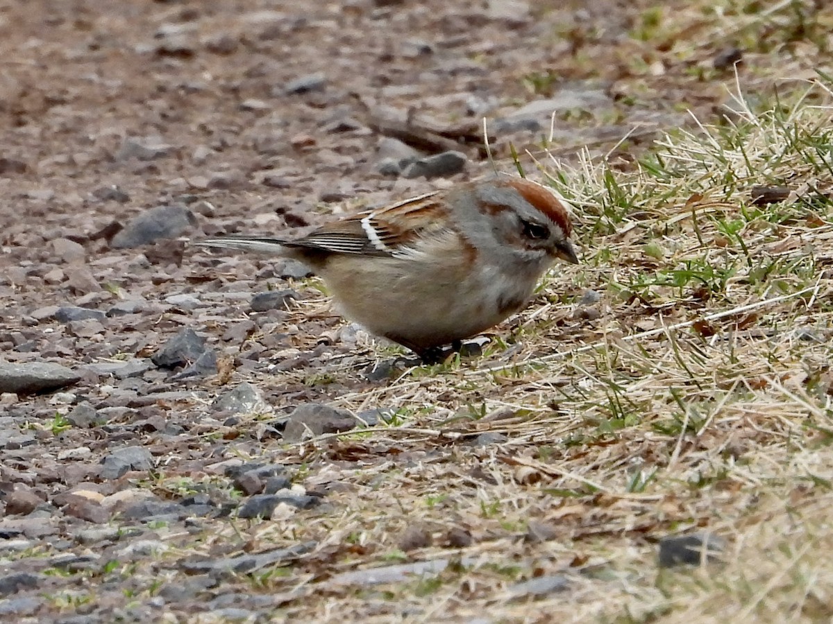 American Tree Sparrow - ML529620931