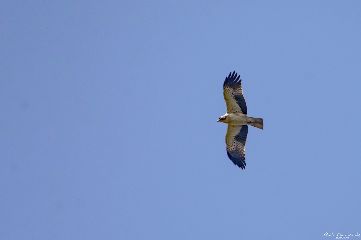 Booted Eagle - ML529621731