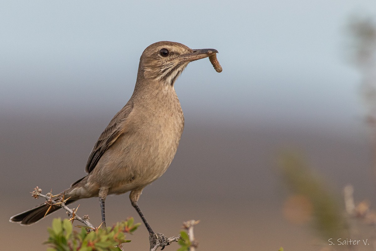 Gray-bellied Shrike-Tyrant (micropterus) - ML529623151