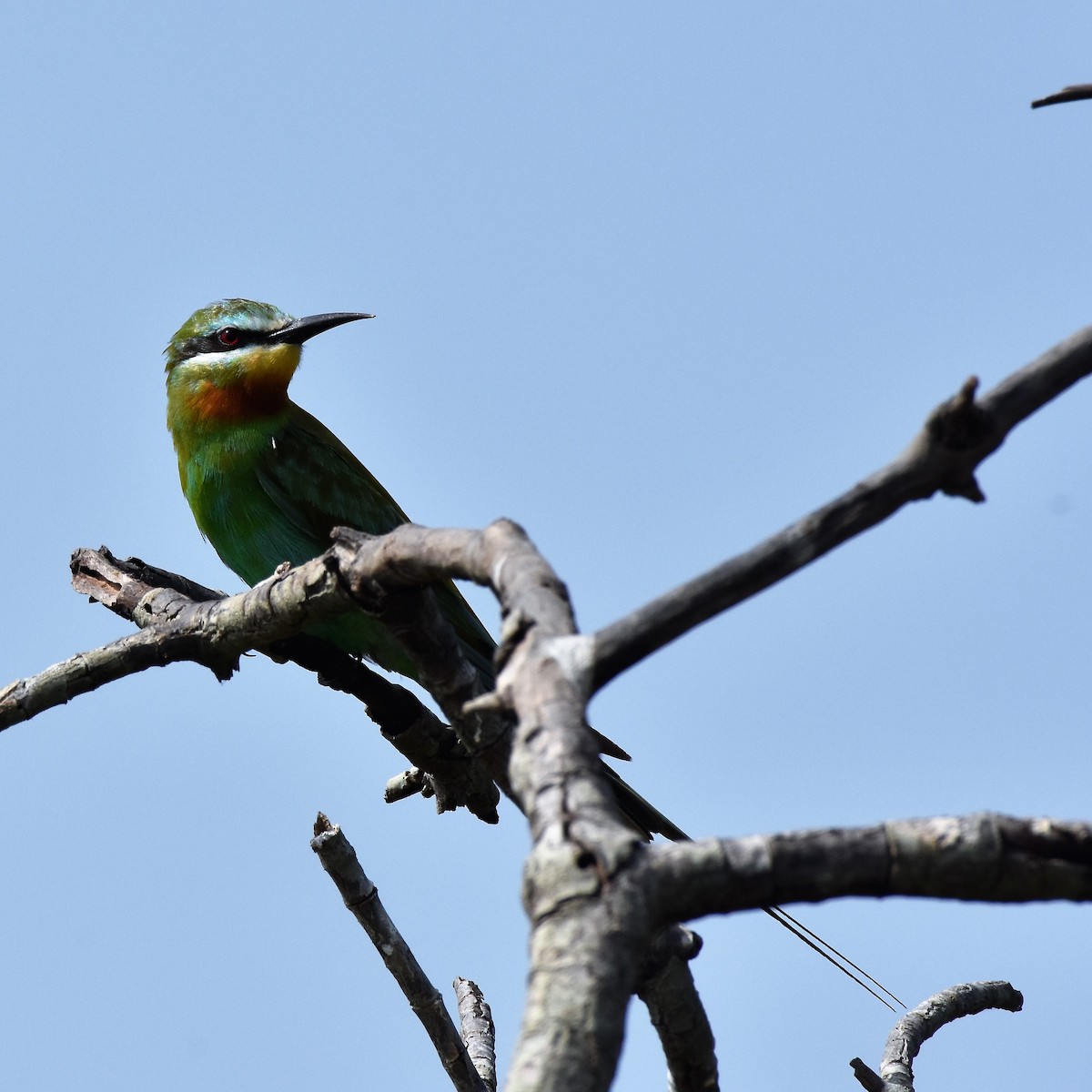 Blue-cheeked Bee-eater - ML52962381