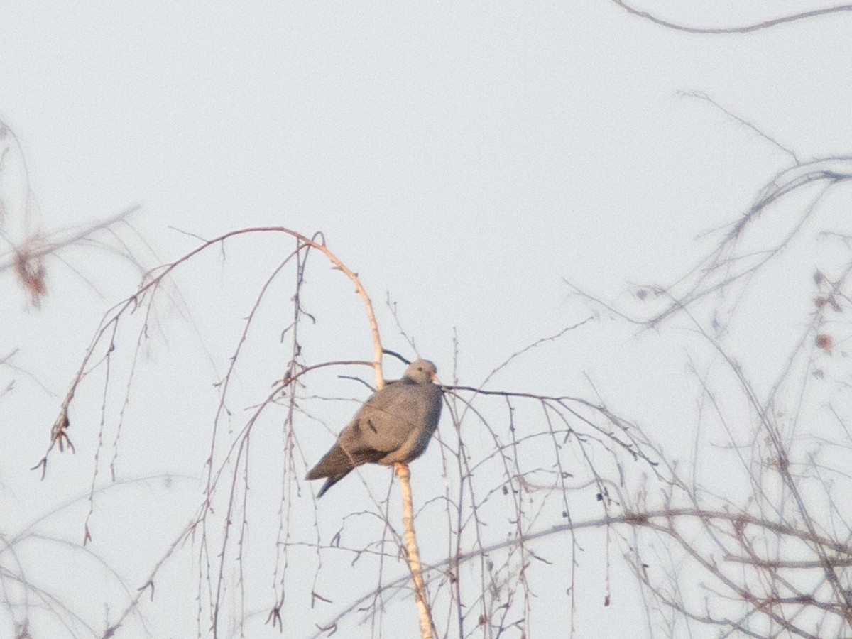 Stock Dove - Fabrizio Gili