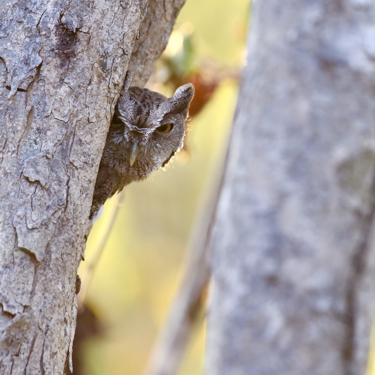 Pacific Screech-Owl (lambi) - ML529624221