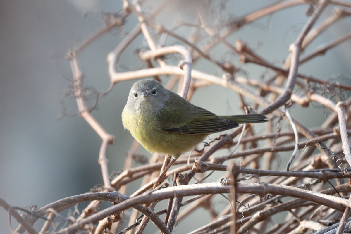 Orange-crowned Warbler - ML529625021