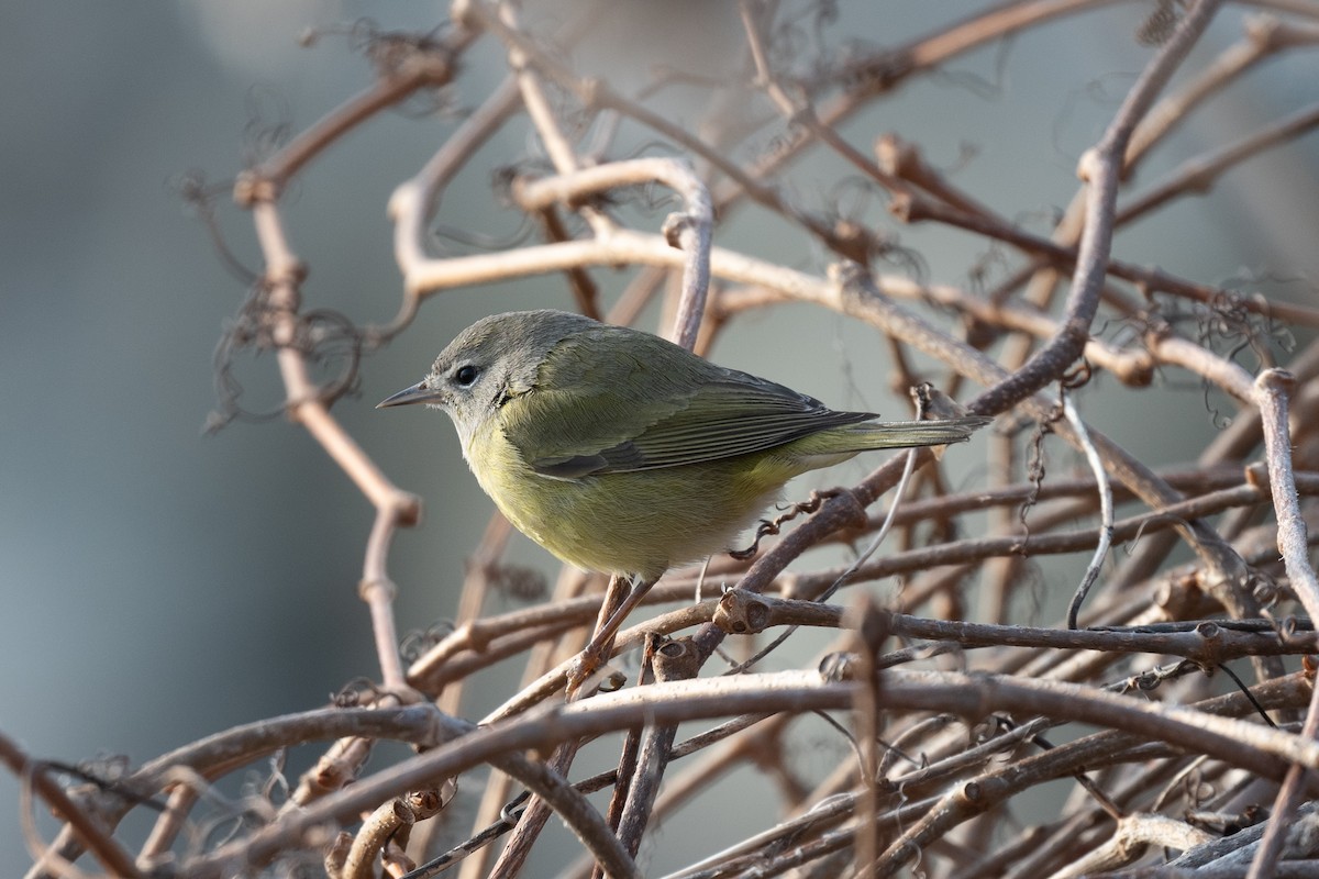 Orange-crowned Warbler - ML529625031