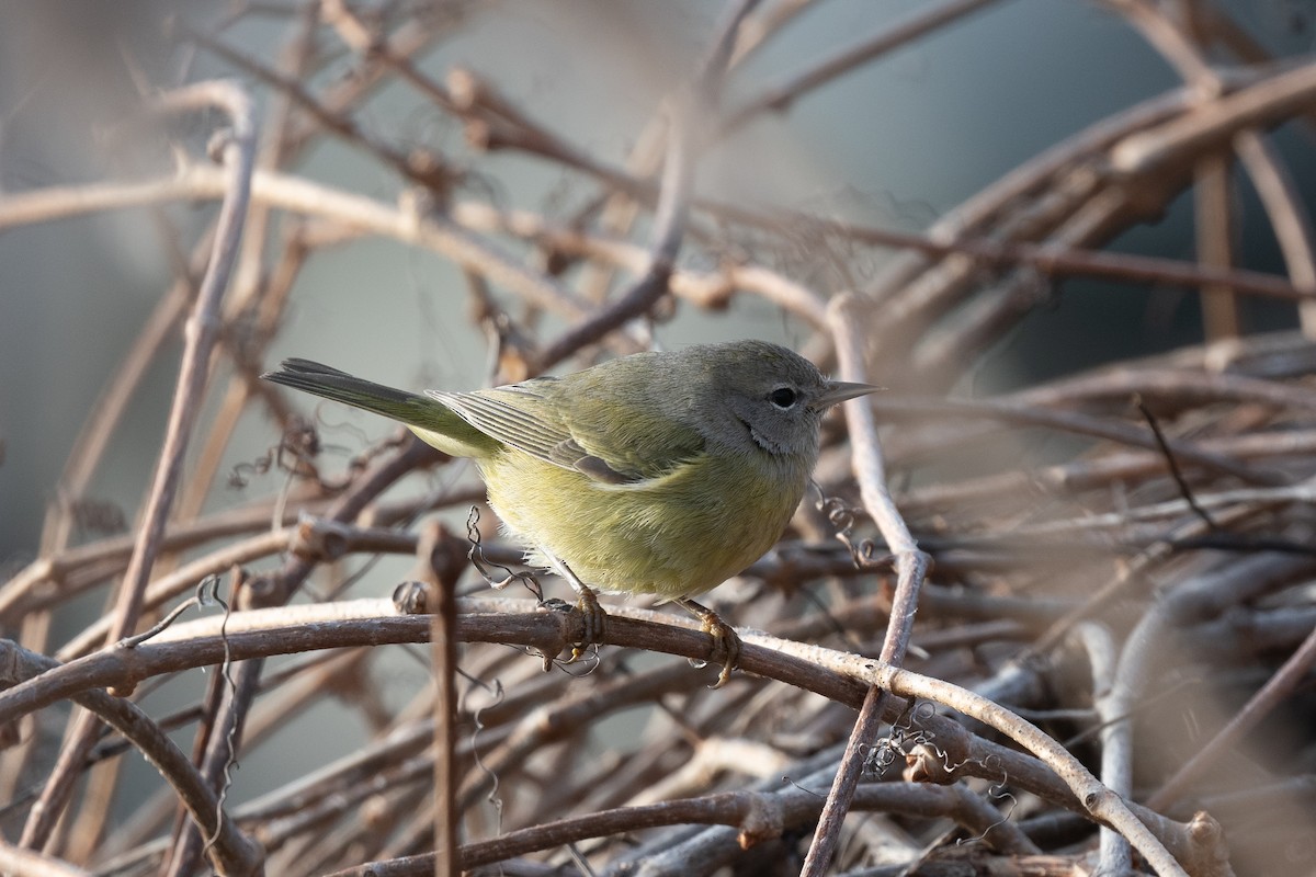 Orange-crowned Warbler - ML529625041