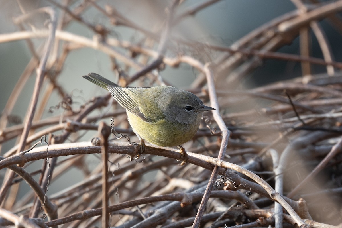 Orange-crowned Warbler - ML529625051