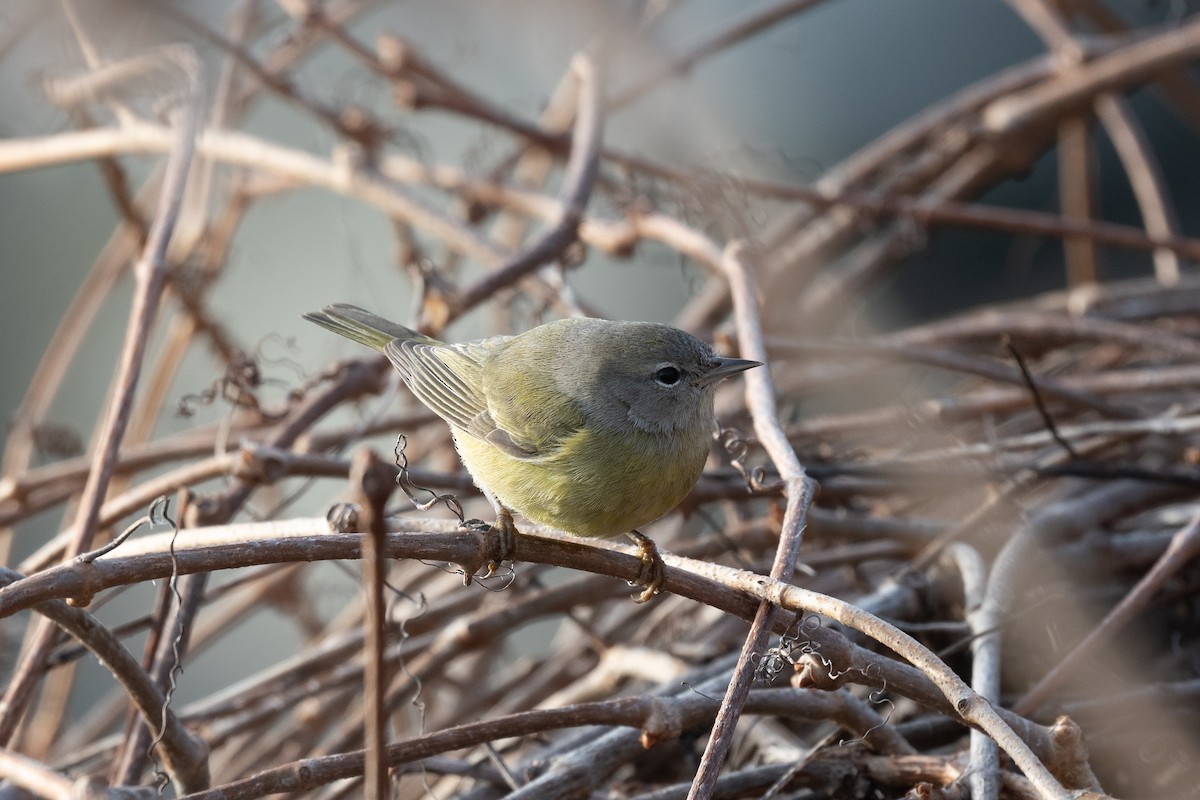 Orange-crowned Warbler - Sebastian Jones