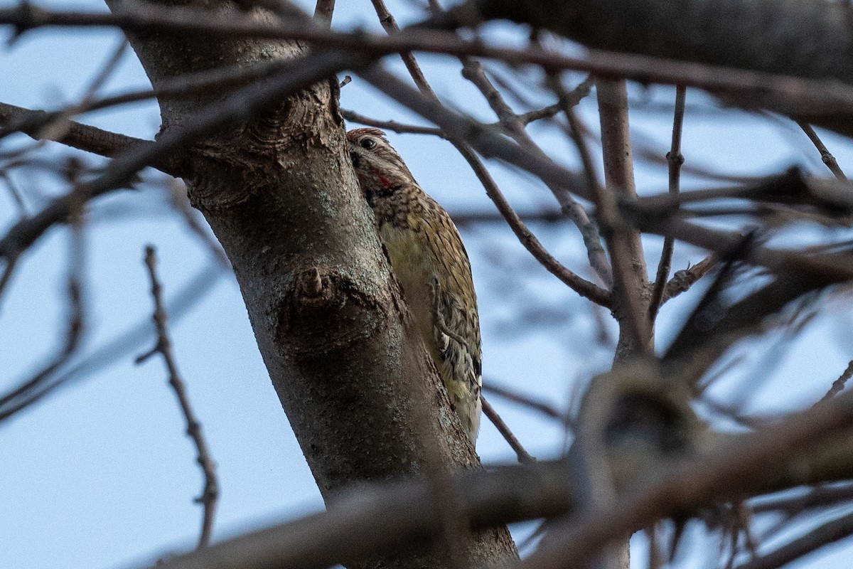 Yellow-bellied Sapsucker - Sebastian Jones