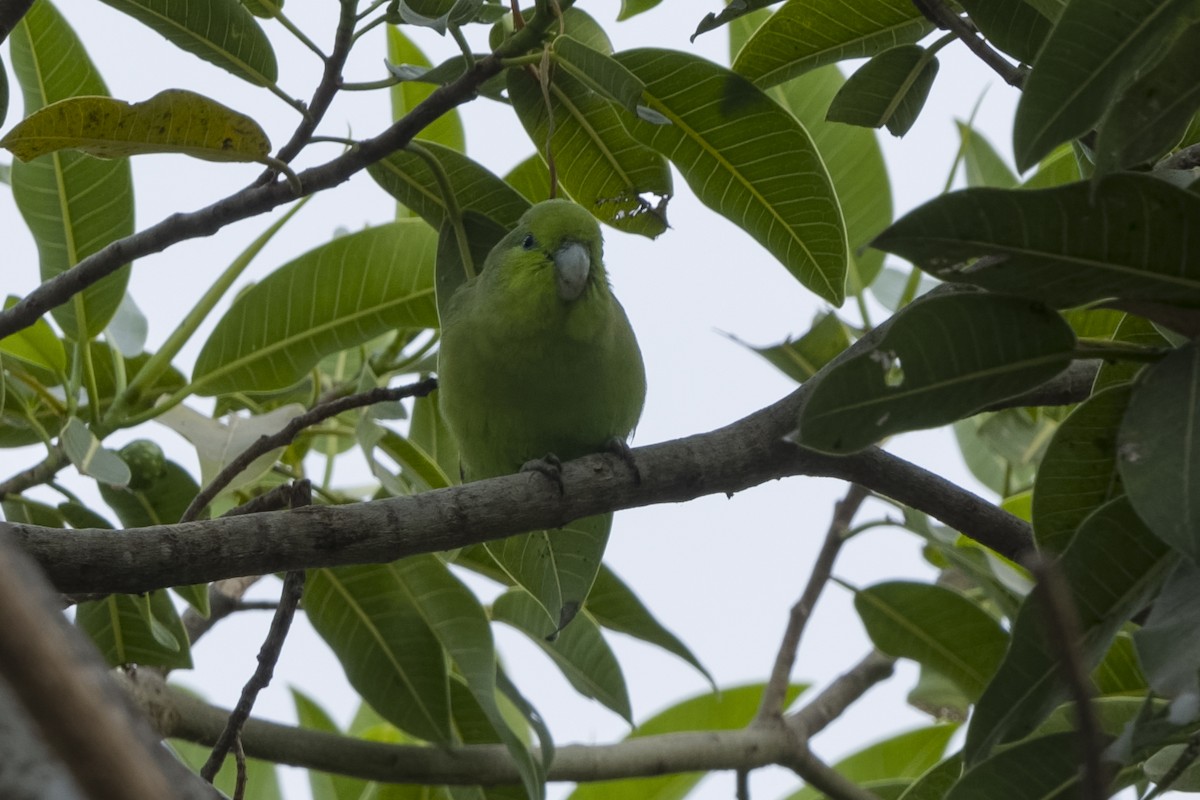 Mexican Parrotlet - ML529627981