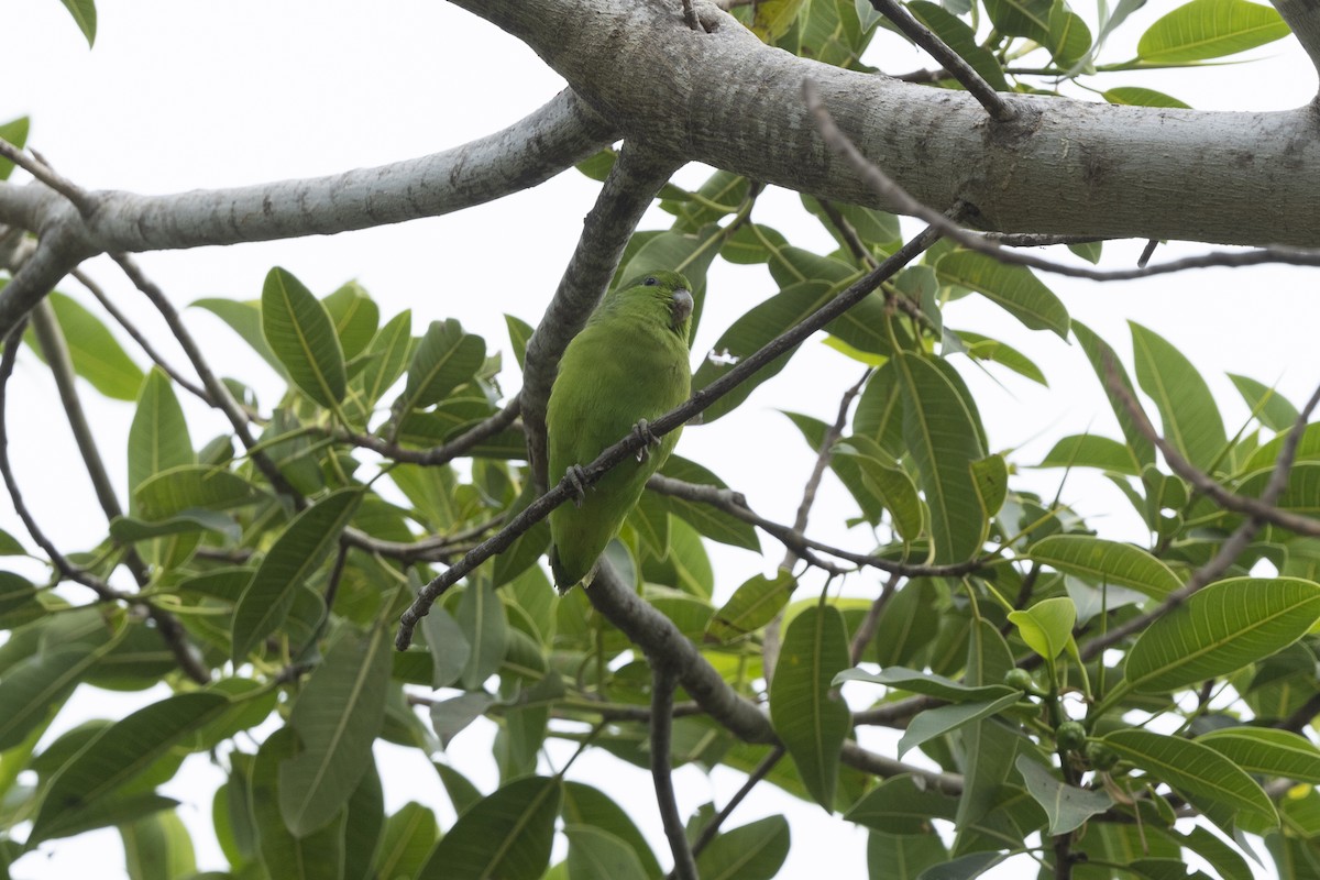 Mexican Parrotlet - ML529628011