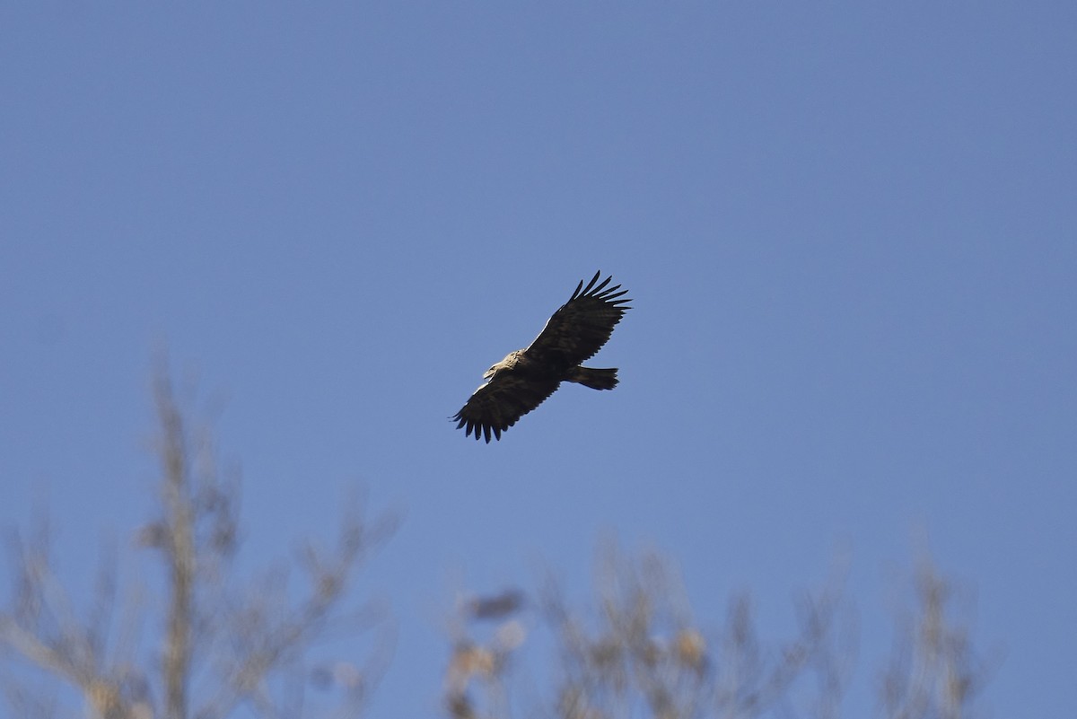 Águila Imperial Oriental - ML529636521