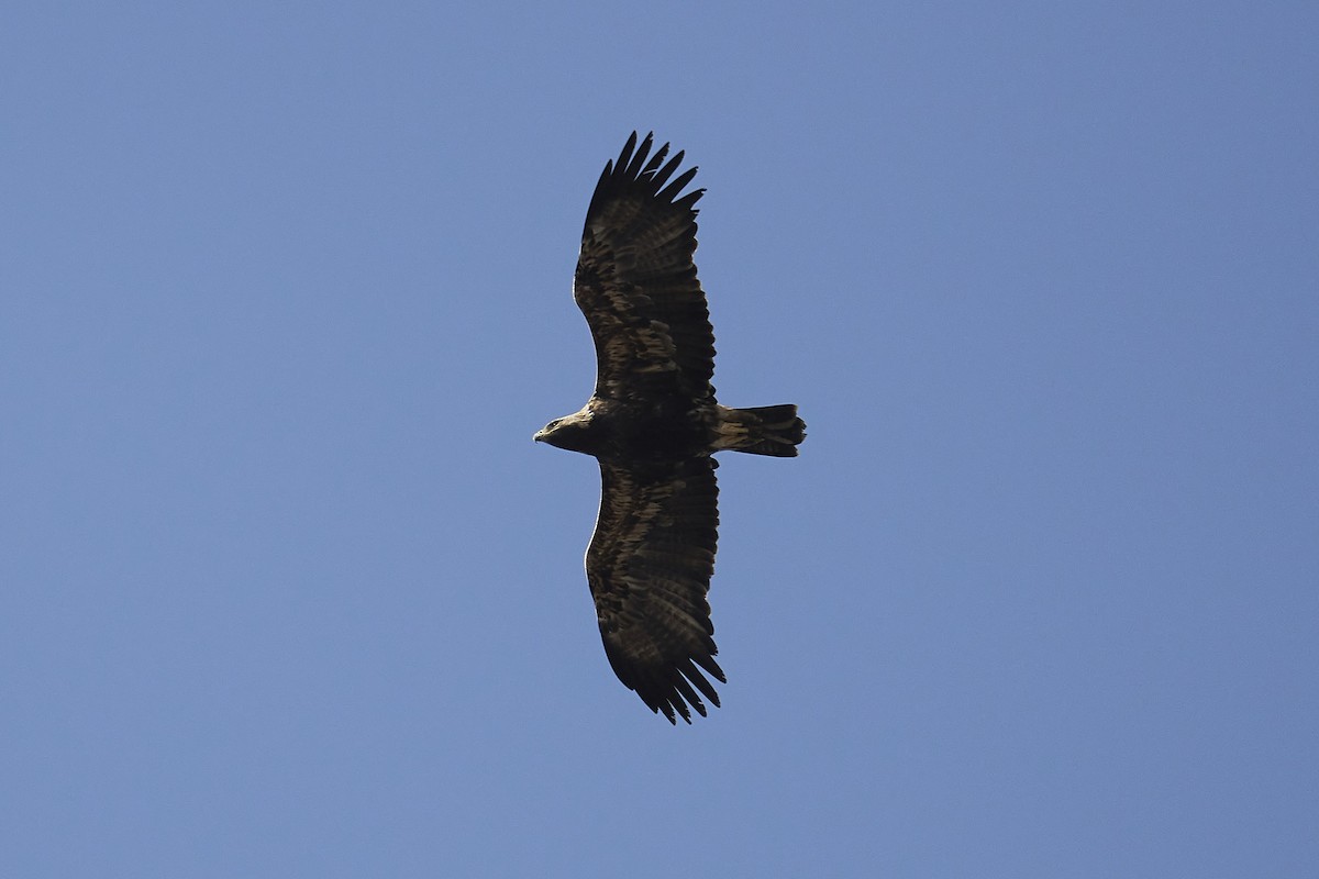 Águila Imperial Oriental - ML529636561