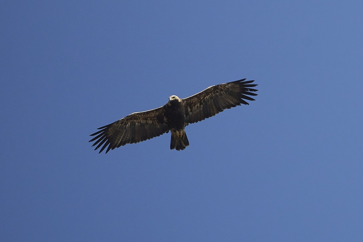 Águila Imperial Oriental - ML529636591