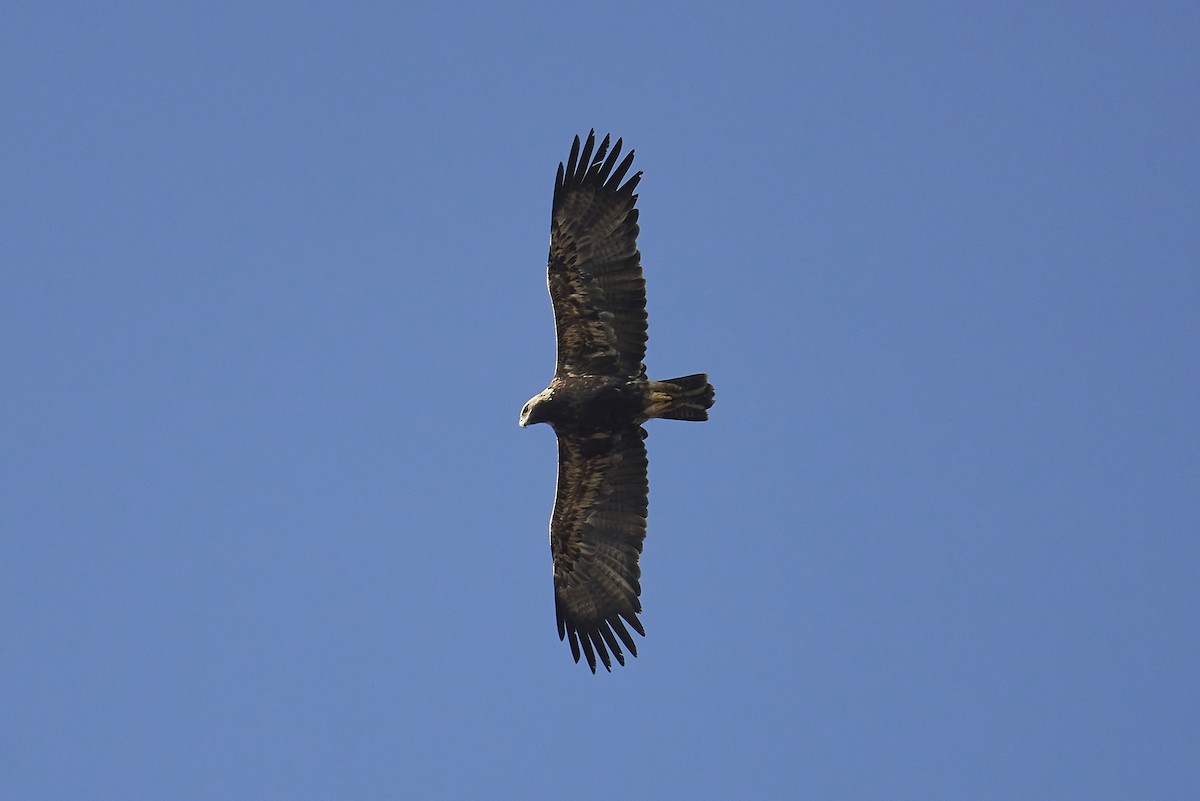 Águila Imperial Oriental - ML529636611